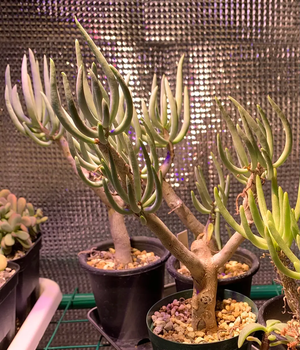 チレコドンハリーたち｜園芸日記byぽつこん｜みんなの趣味の園芸｜750013