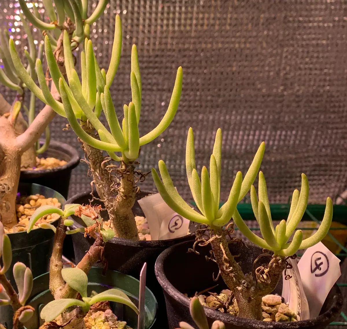 チレコドンハリーたち｜園芸日記byぽつこん｜みんなの趣味の園芸