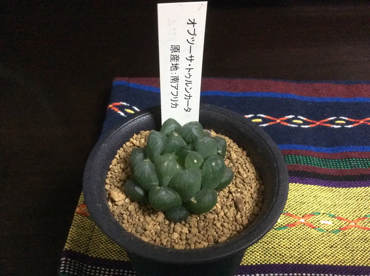 激安ブランド 翠の宝石、その名はハオルチアオブツーサ｜園芸日記byいぶたん ハオルチア・アロエ