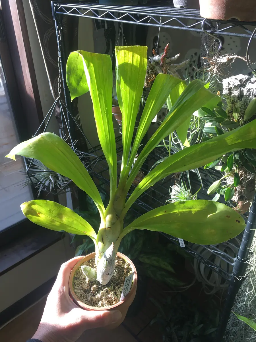 タケノコ蘭 SVO 最新交配 Fredclarkeara カタセタム Fredclarkeara