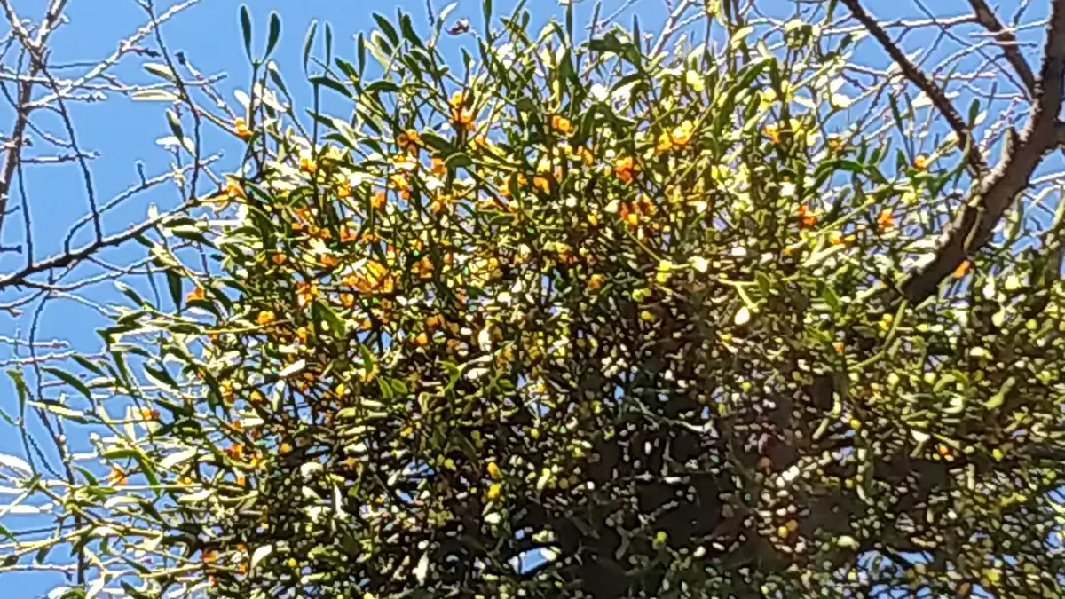 ヤドリギと黄色い花｜園芸日記byみつぼし｜みんなの趣味の園芸