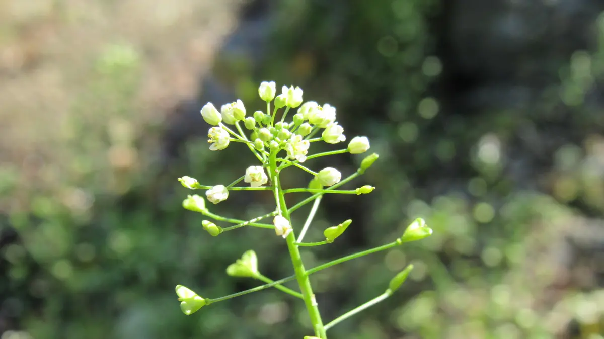 雑草の花-ナズナ(ぺんぺん草)｜園芸日記byshinji70｜みんなの趣味の