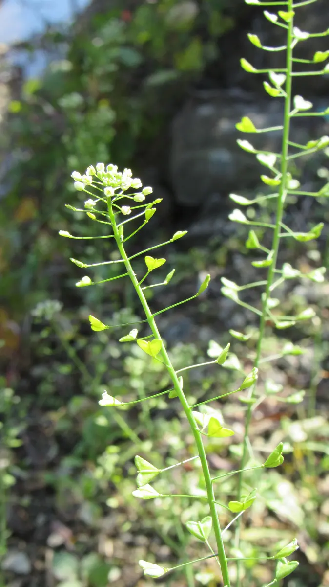 雑草の花-ナズナ(ぺんぺん草)｜園芸日記byshinji70｜みんなの趣味の
