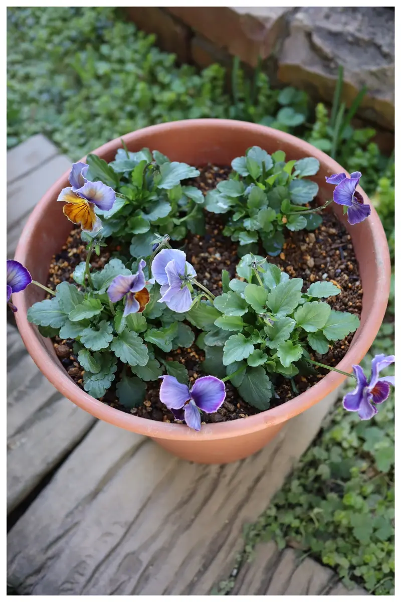 チューリップ🌷鉢植え-①｜園芸日記byモンジャルダン｜みんなの趣味の