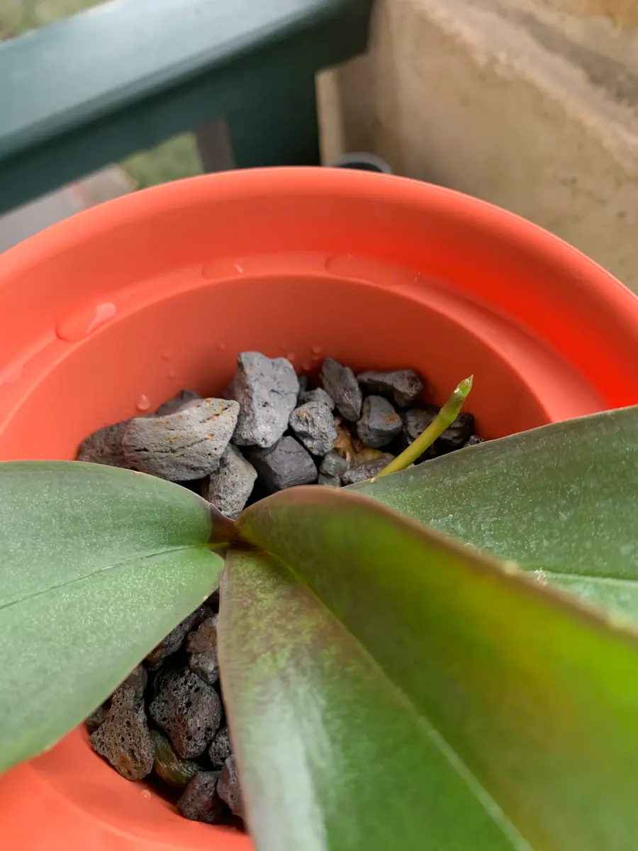 Phal.stuartiana.nblsの日記一覧|mo'moさんの園芸日記-みんなの趣味の園芸