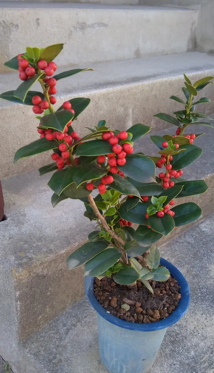 庭の花74クリスマスホーリー｜園芸日記by枇杷｜みんなの趣味の園芸｜752419