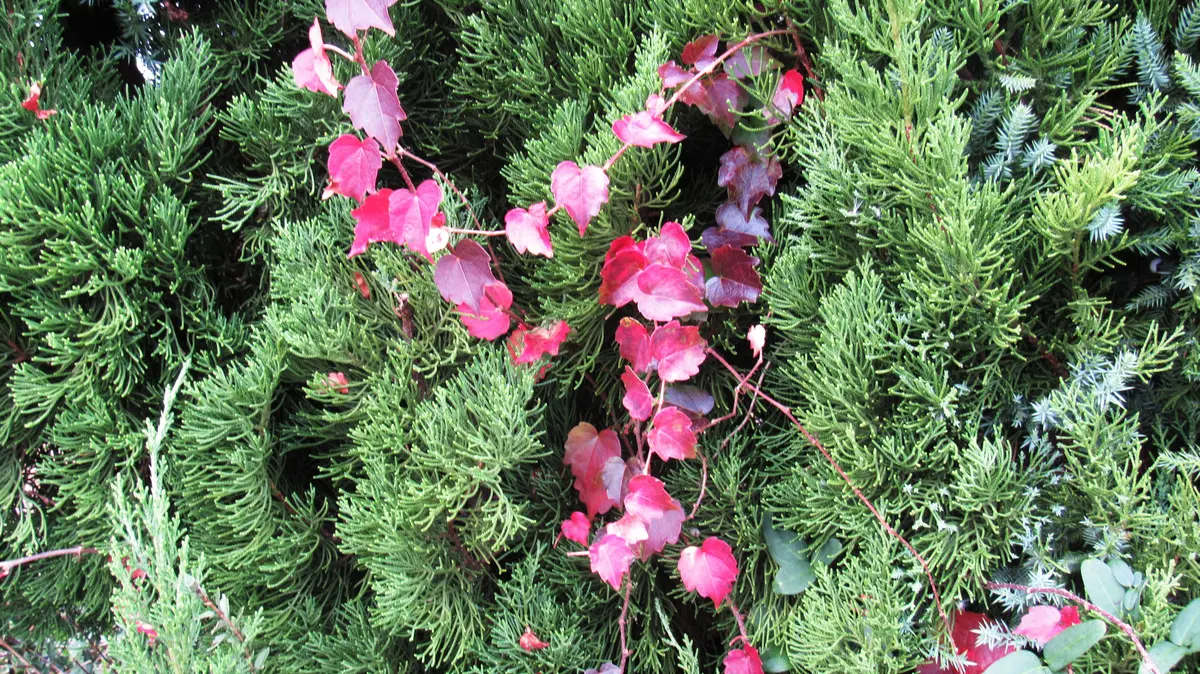 紅葉する蔦と花咲く蔦｜園芸日記byshinji70｜みんなの趣味の園芸｜752881