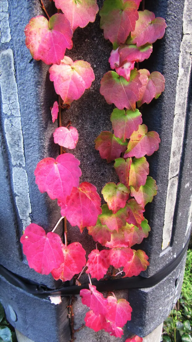 紅葉する蔦と花咲く蔦｜園芸日記byshinji70｜みんなの趣味の園芸｜752881