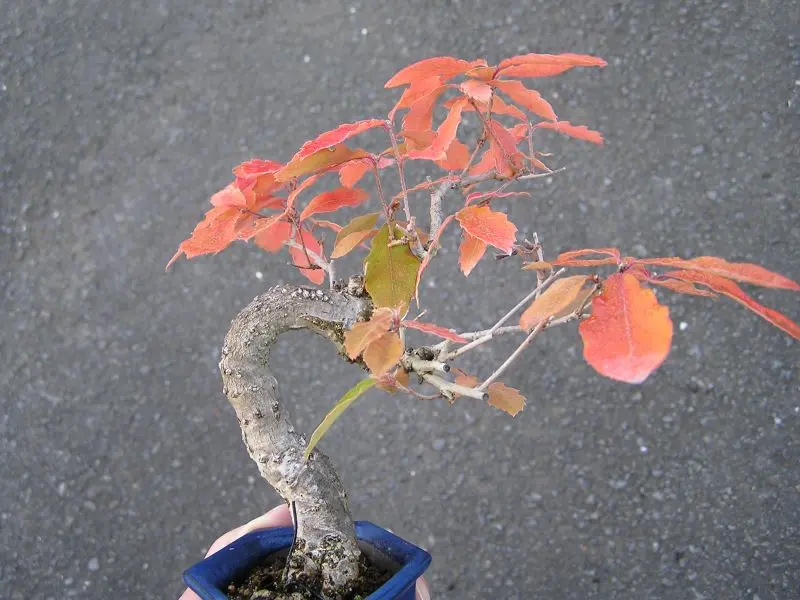 盆栽 『ブナ』 紅葉 インテリア 観葉植物 ガーデニング 送料無料