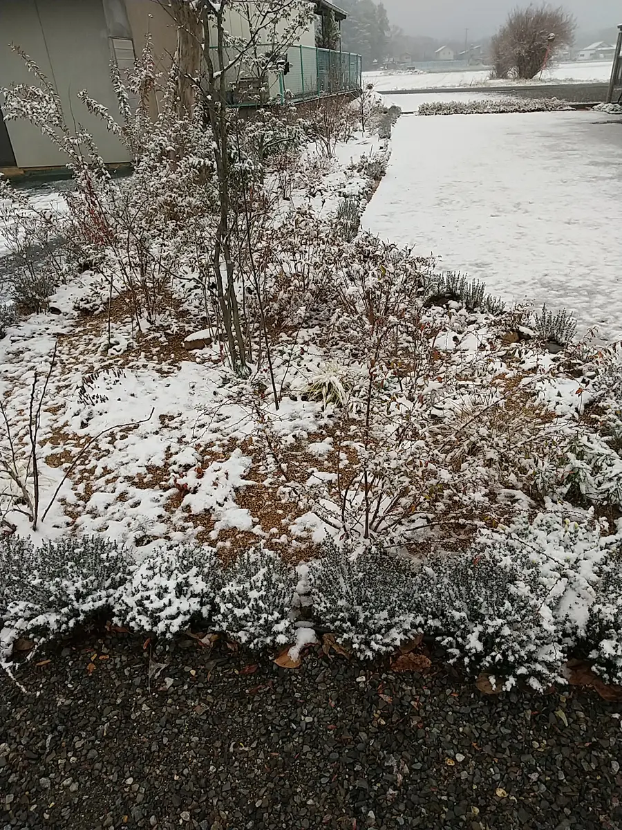 初雪 