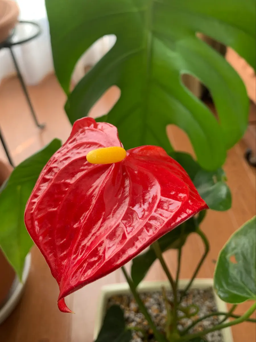 アンスリウム トレムラム アンディナム アンスリウム アンドレアナム