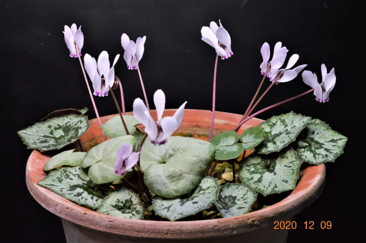 寄せ植え状態の原種シクラメン｜園芸日記by鹿せんべい｜みんなの趣味の