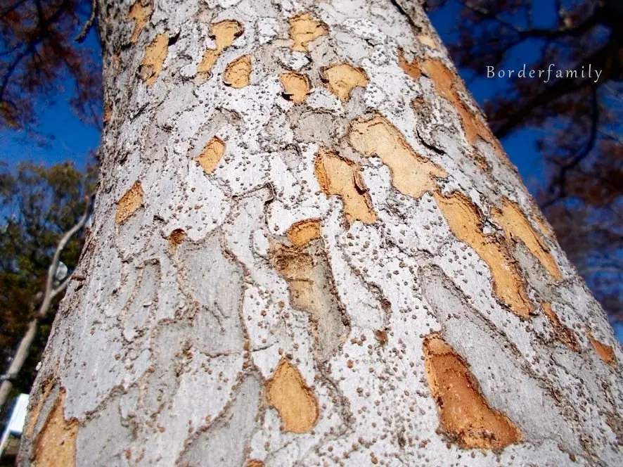 銘木？ゴツゴツ肌木材