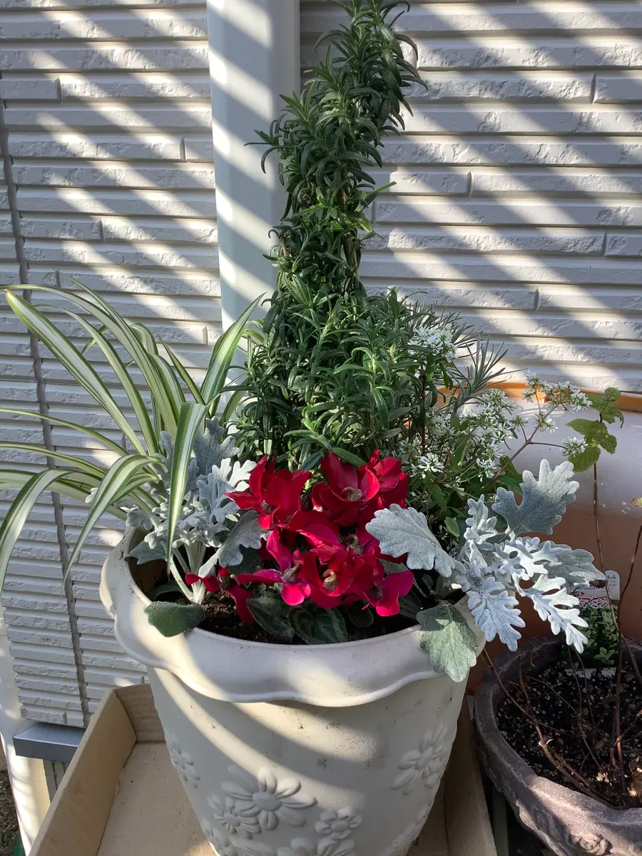 クリスマス寄せ植え｜園芸日記byひろみさんちゃん｜みんなの趣味