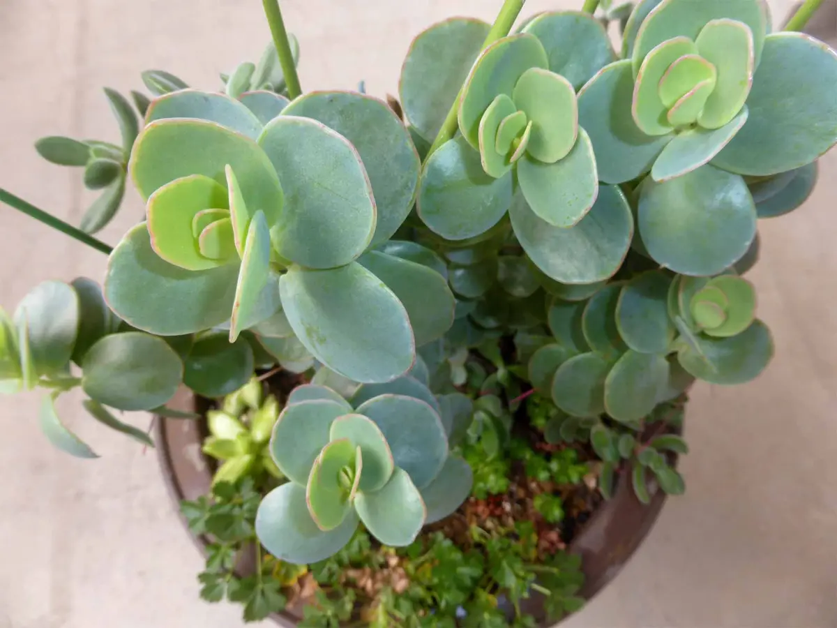 多肉植物の「胡蝶の舞」｜園芸日記byデコポン55｜みんなの趣味の園芸