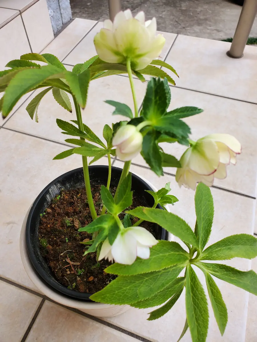 クリスマスローズ フルーツドロップスミックス ダブル｜園芸日記