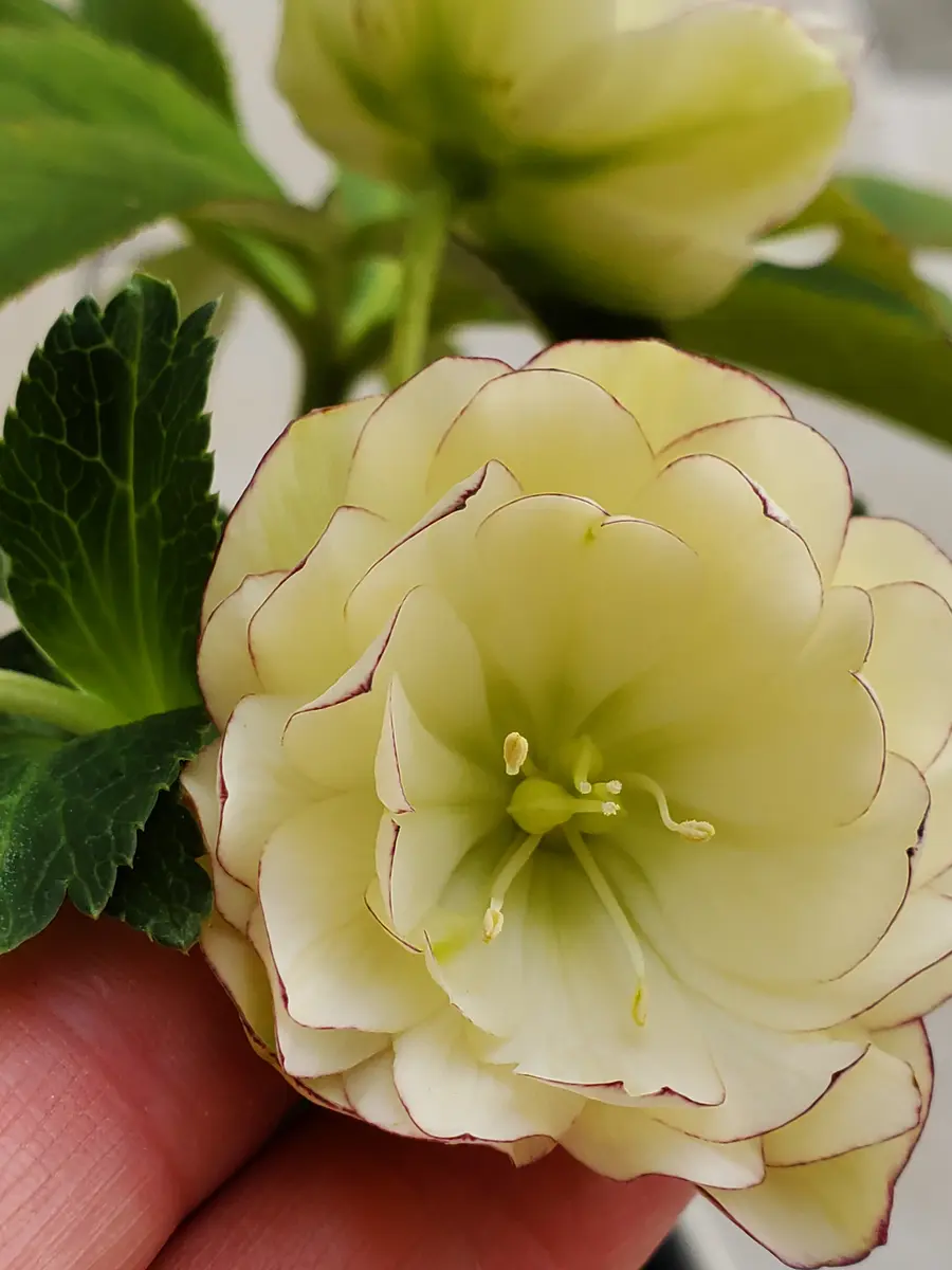 クリスマスローズ フルーツドロップスミックス ダブル｜園芸日記