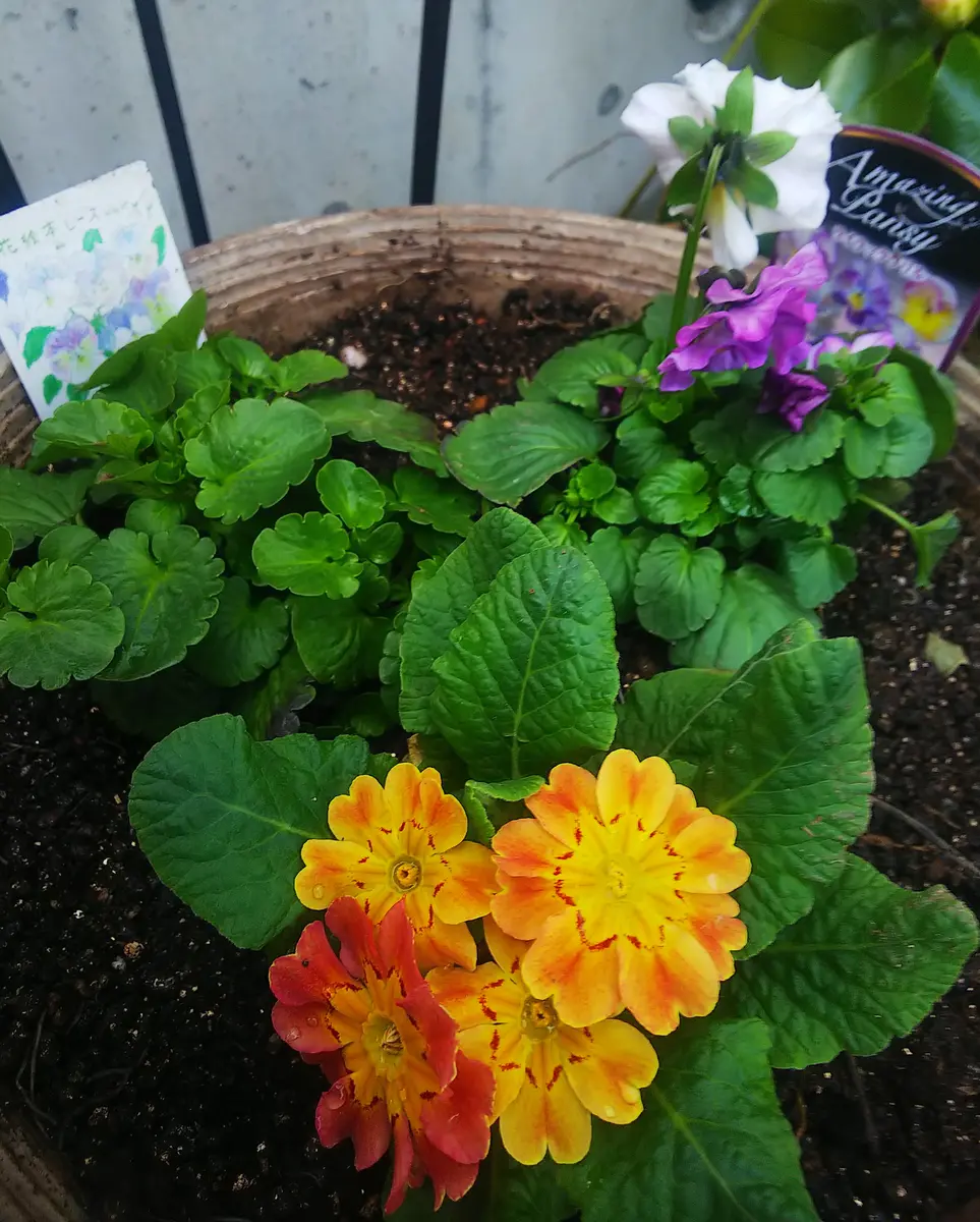 寄せ植えのジュリアンとビオラ💠｜園芸日記byjictenko｜みんなの趣味の