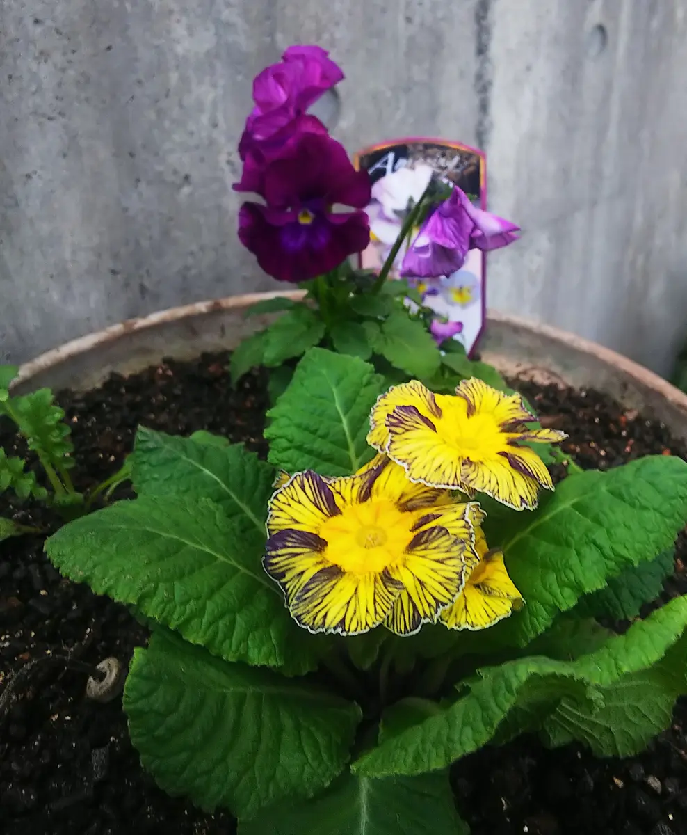 寄せ植えのジュリアンとビオラ💠｜園芸日記byjictenko｜みんなの趣味の