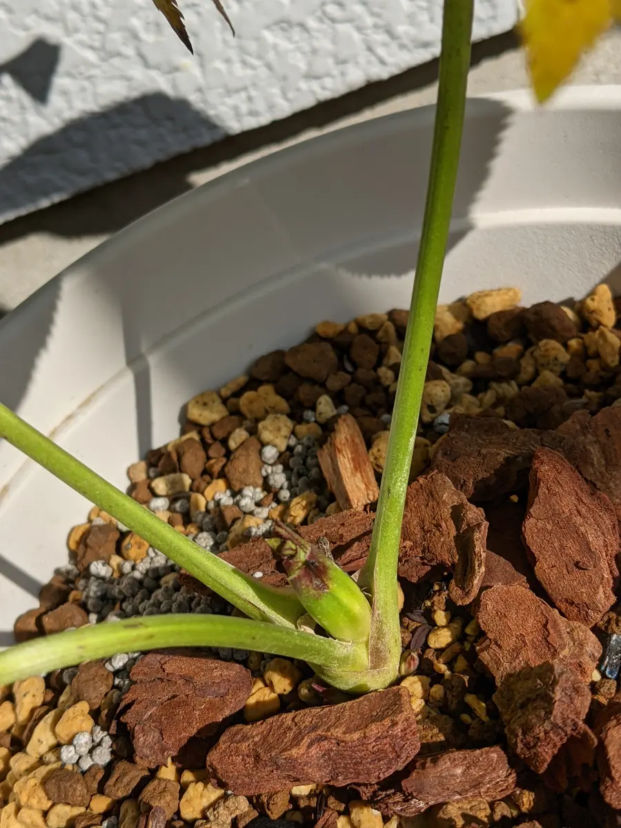 クリスマスローズの花芽？｜園芸日記byまゆっこ｜みんなの趣味の園芸