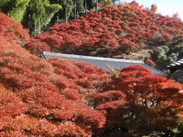 ドウダンツツジ 大株 【品番3332】 ドウダンツツジ 大株 【品番3328】