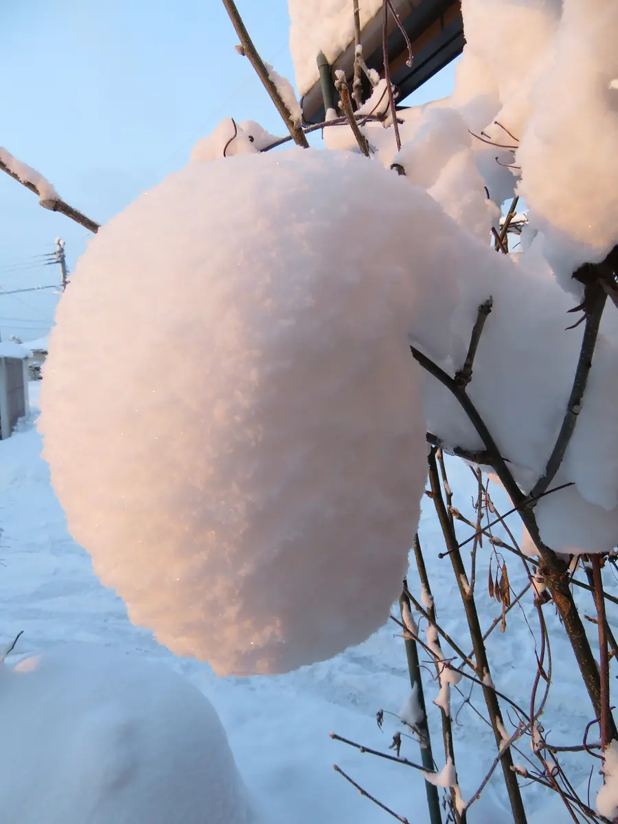 朝日に照らされる雪景色・・・｜園芸日記bymuraちゃん｜みんなの趣味の園芸｜757095