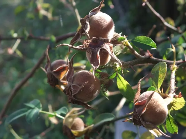 ローズヒップ｜園芸日記byこんちゃん｜みんなの趣味の園芸｜75797