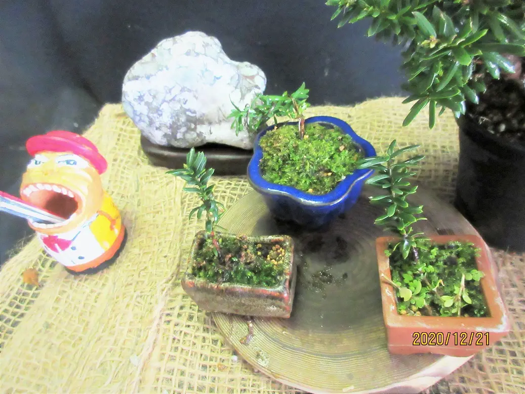 八房イチイ『キャラボク（伽羅木）』挿木で小盆栽づくり。｜園芸日記