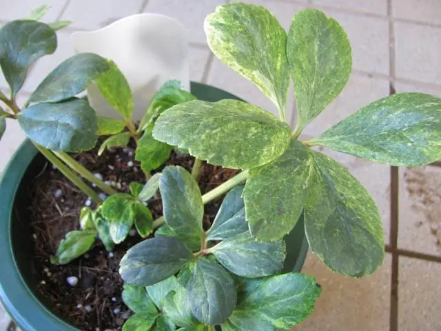 ハスの蕾 淡い緑色とピンク色 ハスの蕾 淡い緑色とピンク色 蓮の花観てきました！②【