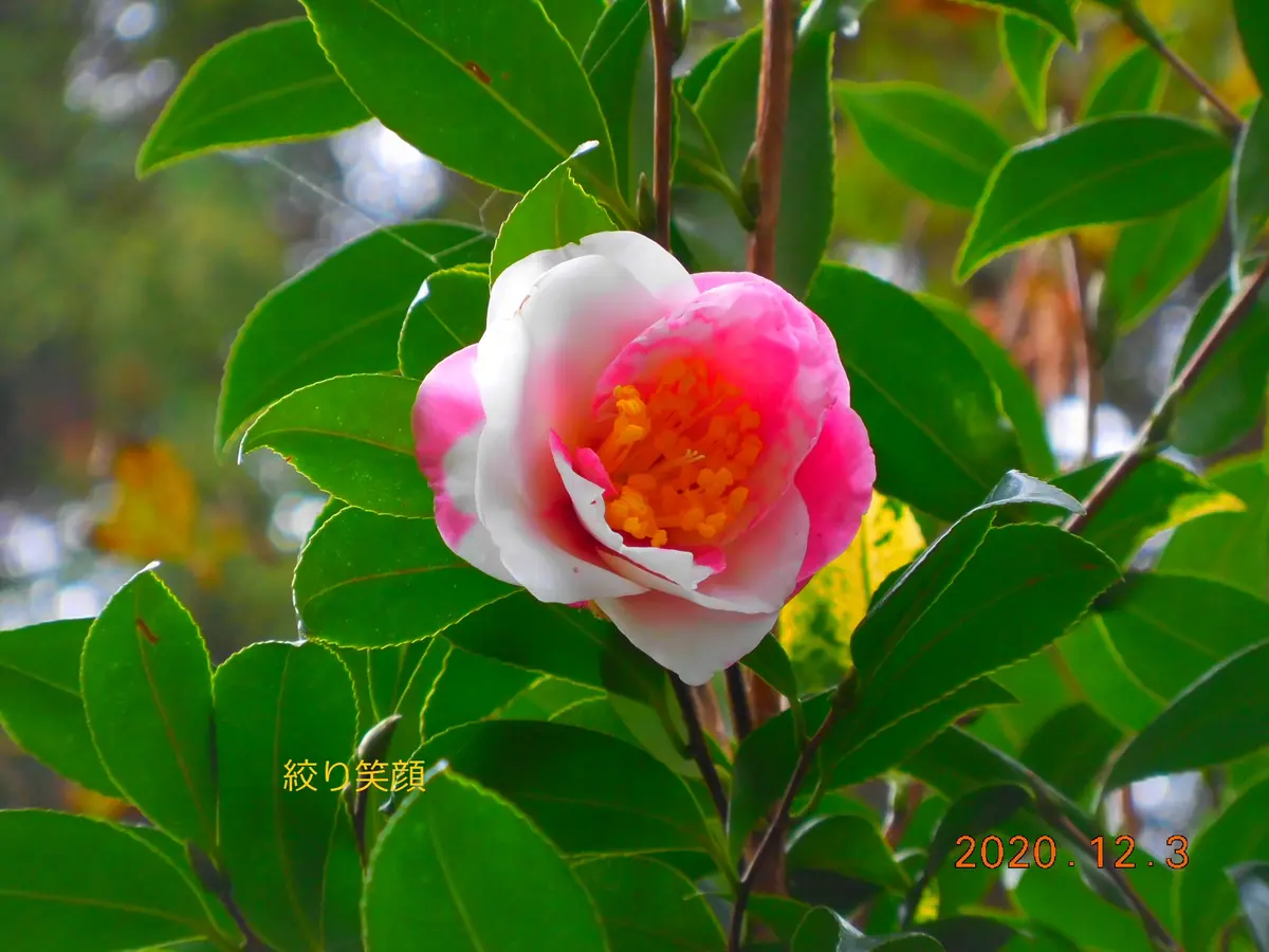 ルイスCティファニー ステンドグラス ぶどう蔓 円型 グラスマスターズ社 ルイスCティファニー ステンドグラス ぶどう蔓 円型 グラスマスターズ