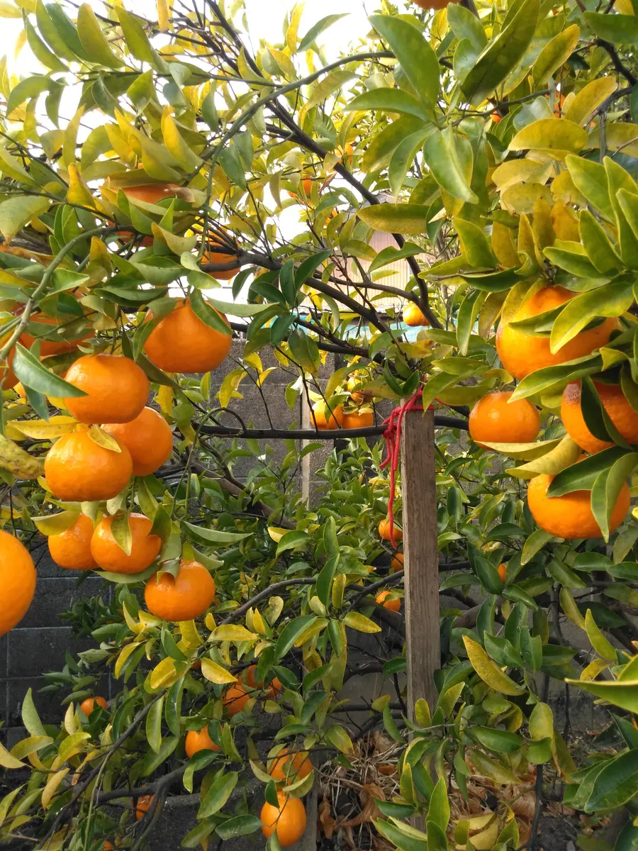 ポンカンみかん苗木♪ レモンの横に♪ ポンカン蜜柑大苗木✿✿✿実付き