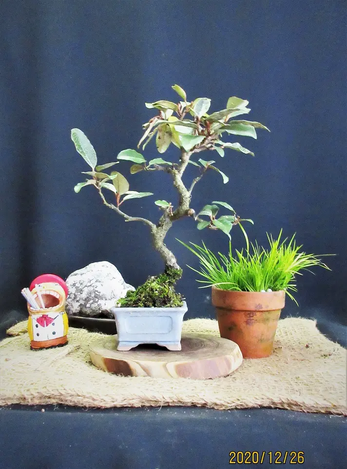 グミ育ては楽しい、小盆栽に、食べるのにも。｜園芸日記bymeika