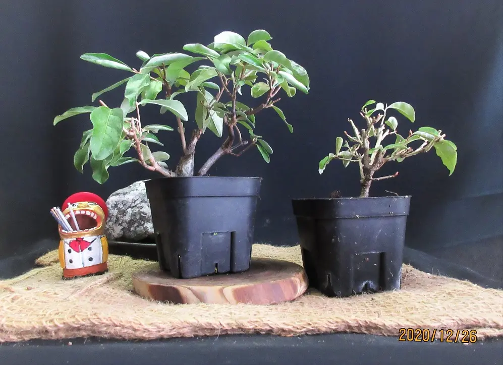 グミ育ては楽しい、小盆栽に、食べるのにも。｜園芸日記bymeika