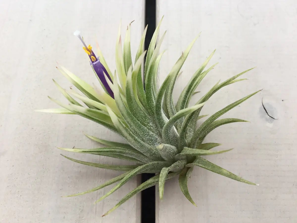 【2024秋冬新作】 Tillandsiaionantha'Albo-Marginata' チランジア ブロメリア・エアープランツ