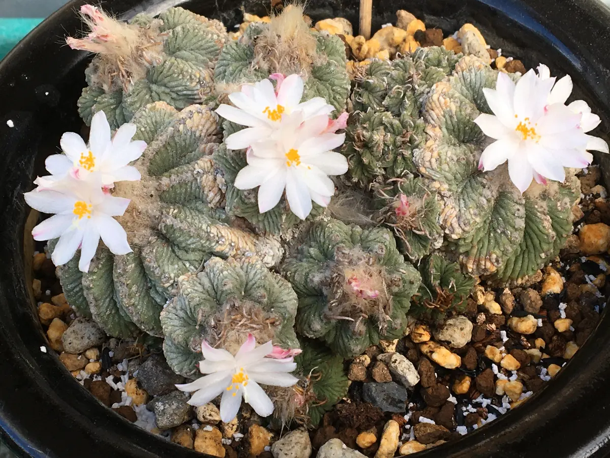 花籠の輸入株🌸｜園芸日記by湯島臥牛｜みんなの趣味の園芸｜760104