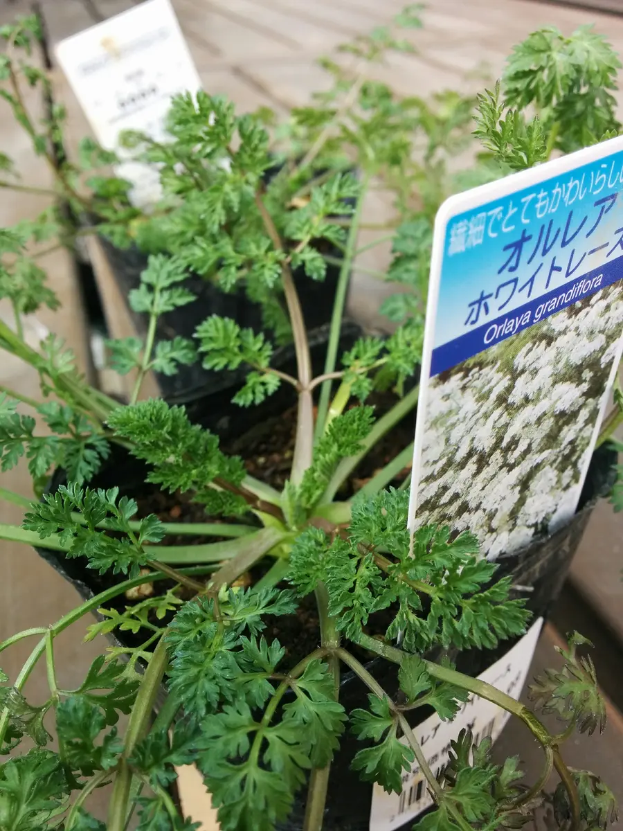 オルレア苗参考に オルレア購入😃｜園芸日記byときこ｜みんなの趣味の園芸｜760132