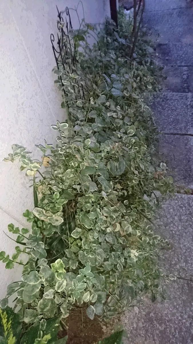 ツルニチニチソウ 植え て は いけない