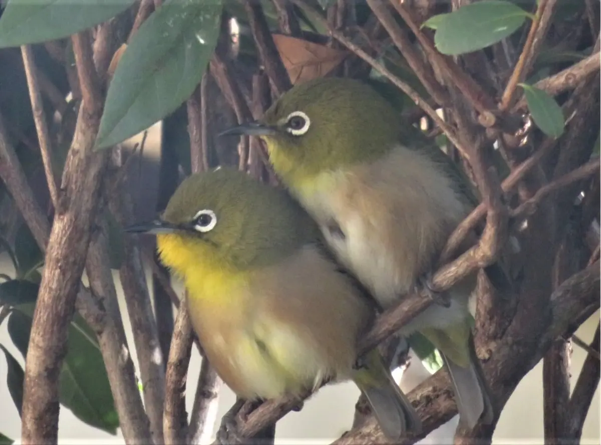 仲良し番いの🐤メジロくん🐤｜園芸日記byロッキー｜みんなの趣味の園芸