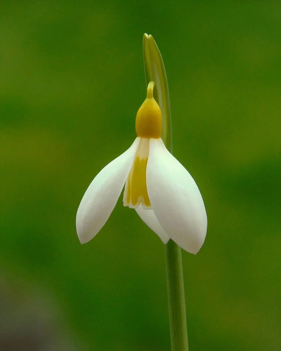 黄色スノードロップ開花｜園芸日記byきゅー｜みんなの趣味の園芸｜763902