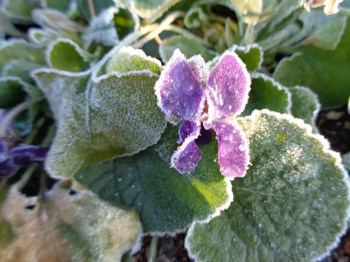 凍った。。。花｜園芸日記byfuchi｜みんなの趣味の園芸｜764044