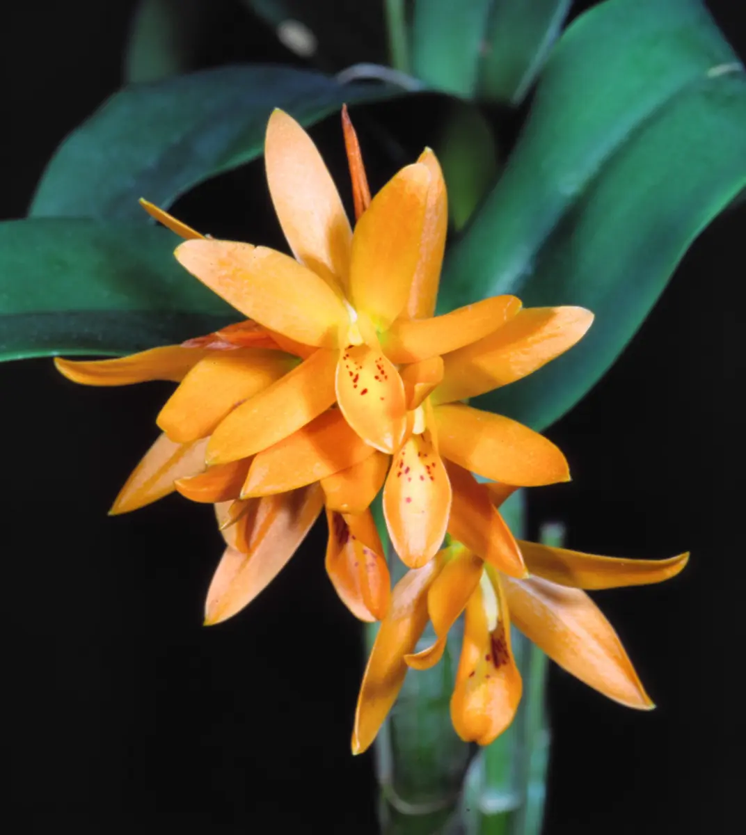 Gur.aurantiaca'OrangeSherbet'グアリアンセ オウ