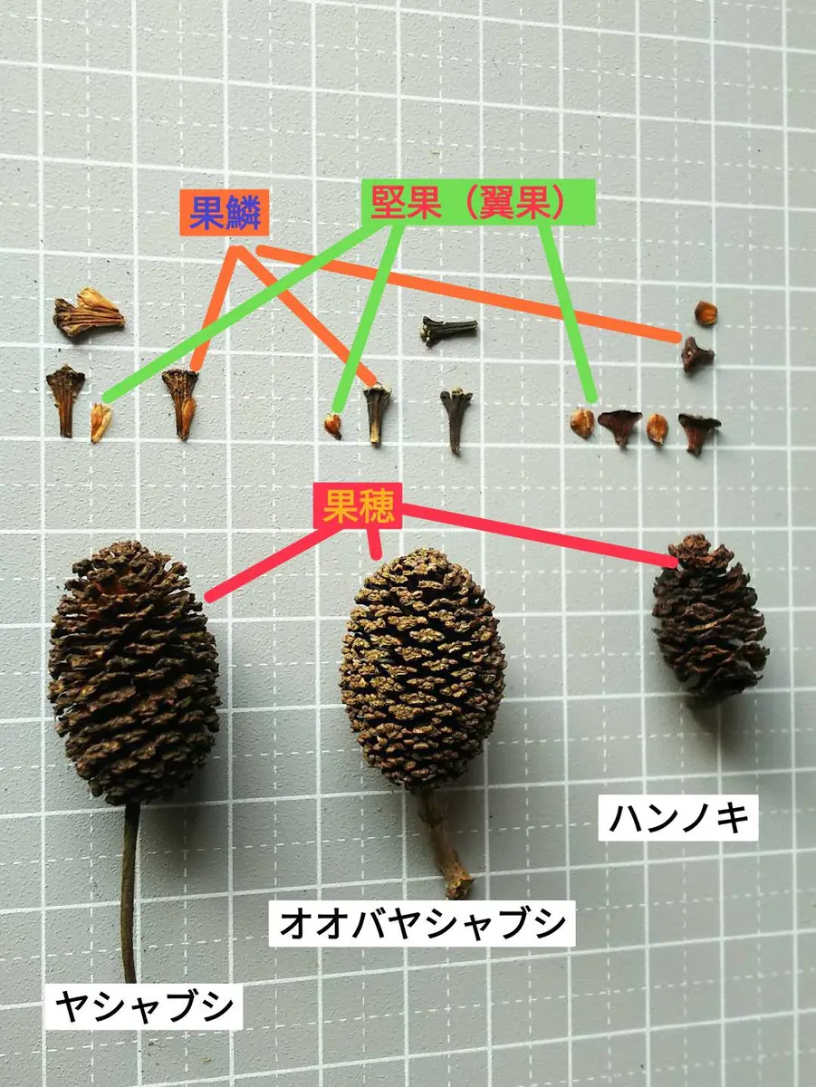カバノキ科ハンノキ属の果穂と花序（見分け）｜園芸日記byクローバーバ｜みんなの趣味の園芸｜765114