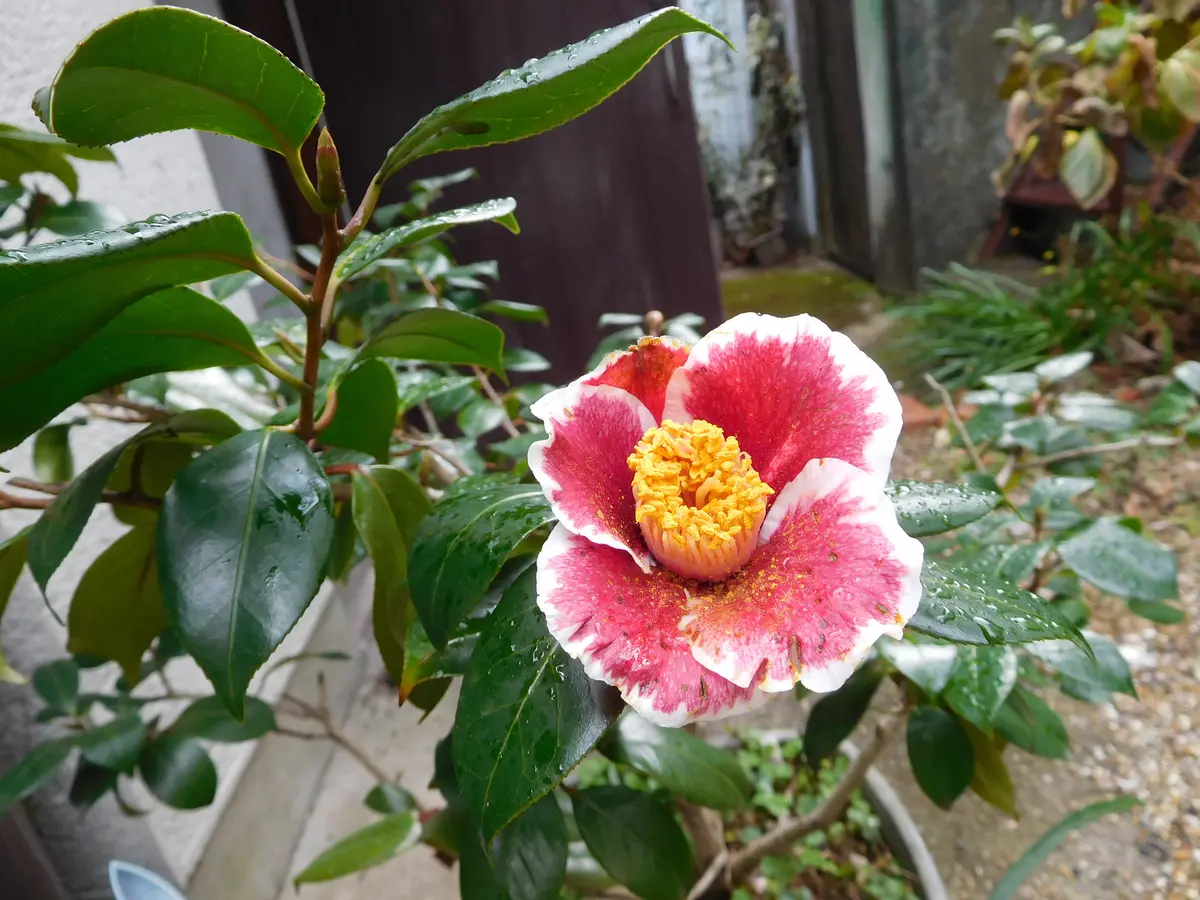 リトープスの日記一覧|ひょこりんそうさんの園芸日記-みんなの リトープスの日記一覧|ひょこりんそうさんの園芸日記-みんなの