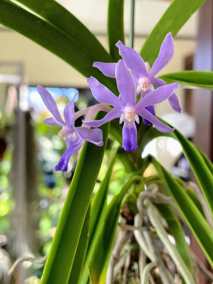 バンダ・ミカワブルーオーシャン｜園芸日記byいも子｜みんなの趣味の