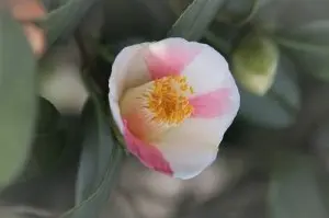 尾張五色椿』は？｜園芸日記bymeika｜みんなの趣味の園芸｜767267