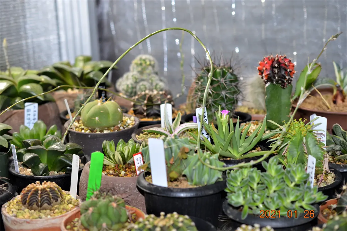 多肉植物 ハオルチア ナイルの一滴