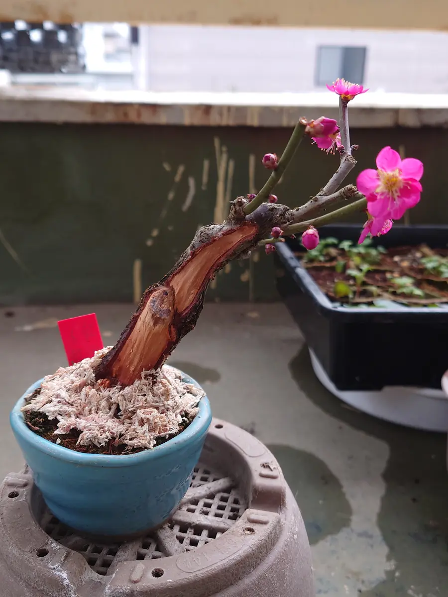 梅盆栽 紅千鳥|園芸日記byくず|みんなの趣味の園芸|768061 梅盆栽 紅千鳥|園芸日記byくず|みんなの趣味の園芸|768061