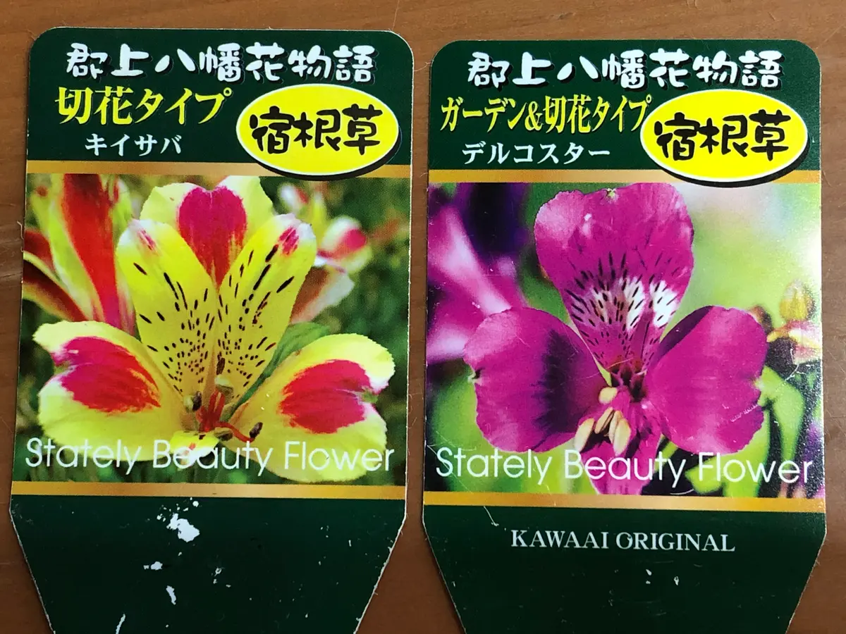 アルストロメリアの苗を買いました。｜園芸日記byみそスープ｜みんなの