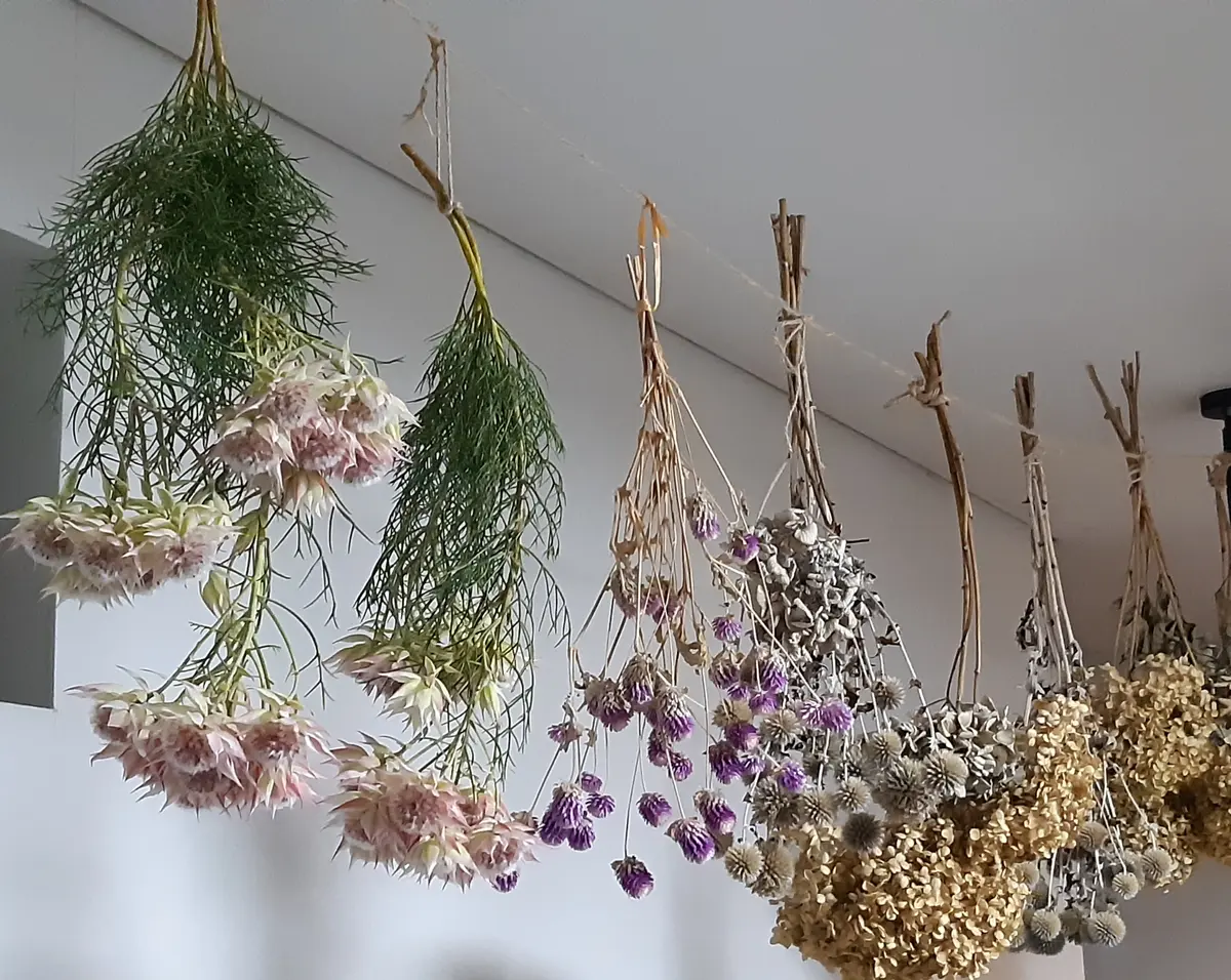 ネイティブフラワー達|園芸日記bySみん|みんなの趣味の園芸 ネイティブフラワー達|園芸日記bySみん|みんなの趣味の園芸