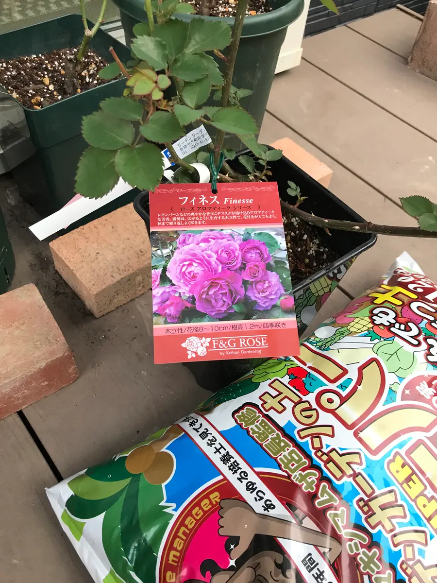 主人の買い物と野鳥の話｜園芸日記byこぬ。｜みんなの趣味の園芸｜769517